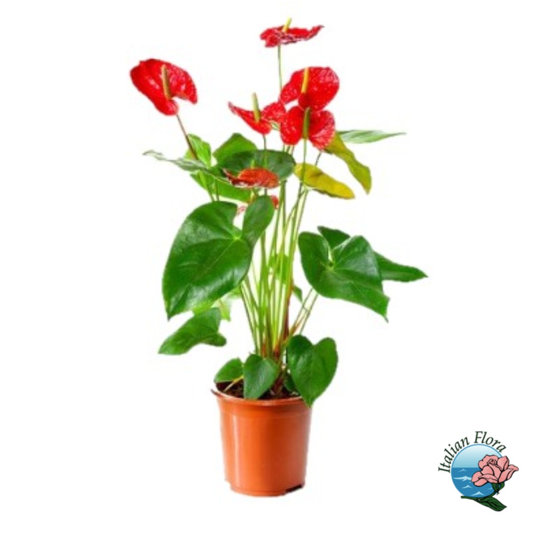 53541fa8-19dd-41f5-ac96-2fc3e9086b92 Pianta di Anthurium