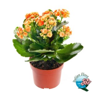 Pianta di Kalanchoe