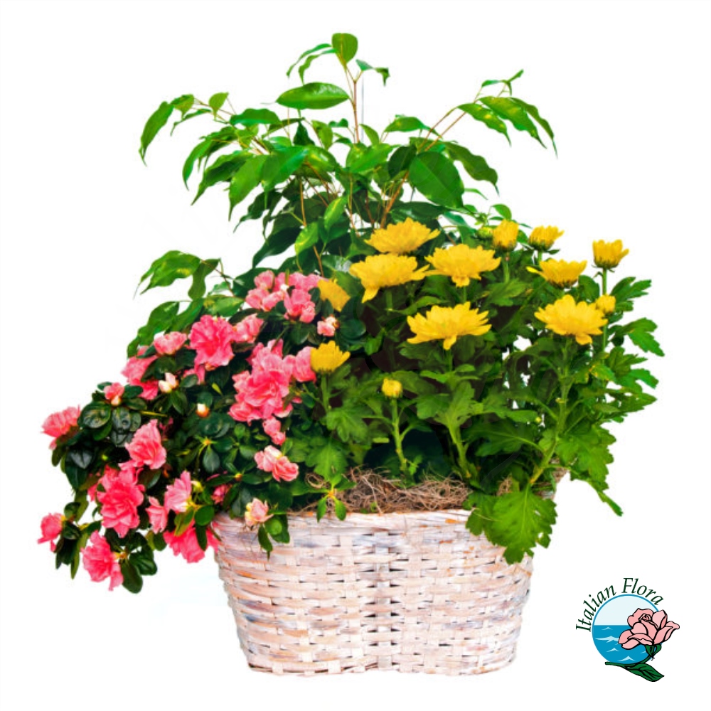 Composizione in cesto con piante verdi e fiorite Composizione in cesto con piante verdi e fiorite