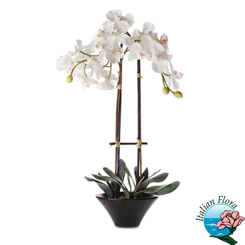 d8d1e766-b34f-4d77-a26e-69109758d490 Pianta di Orchidea Phalaenopsys bianca