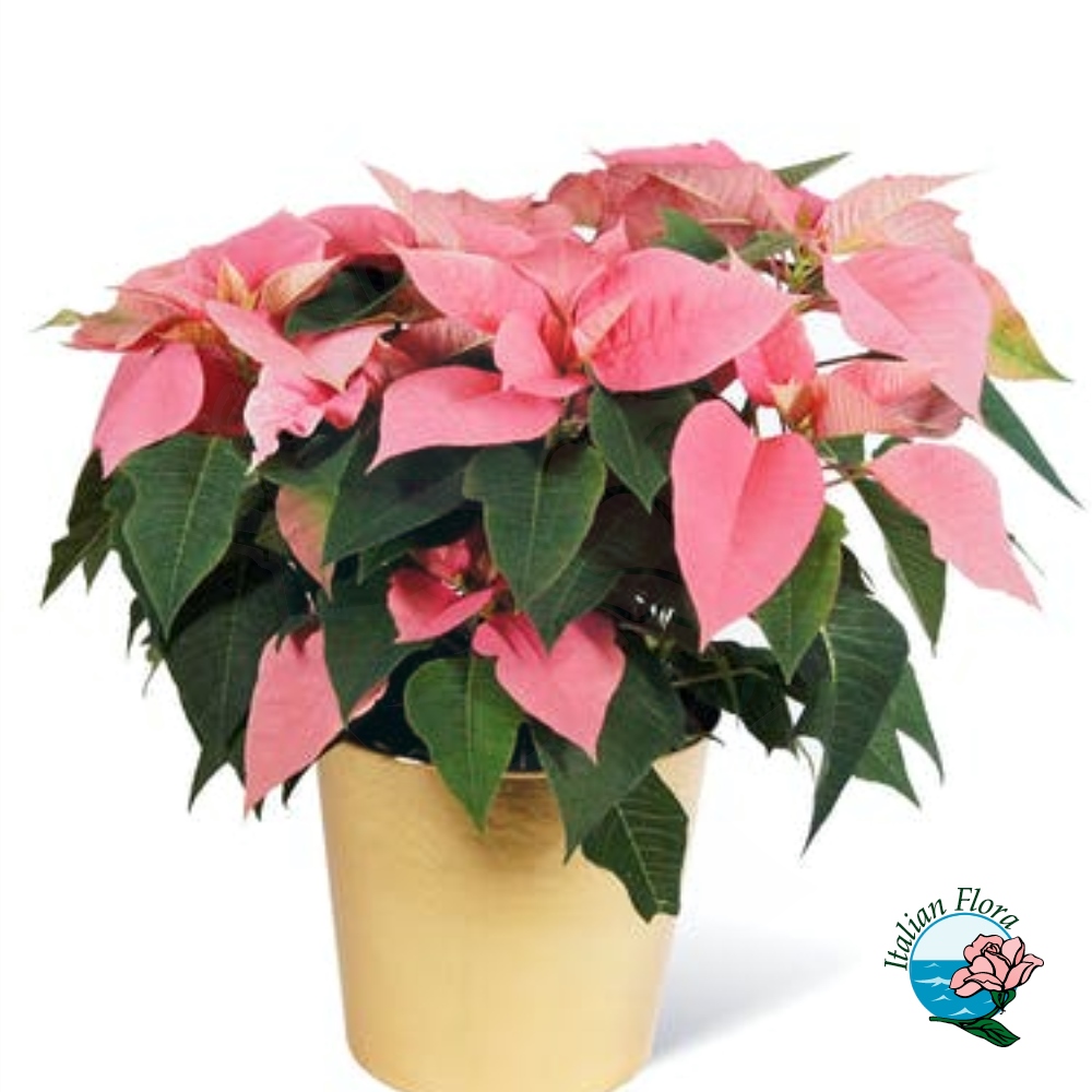 Stella di Natale rosa Stella di Natale rosa