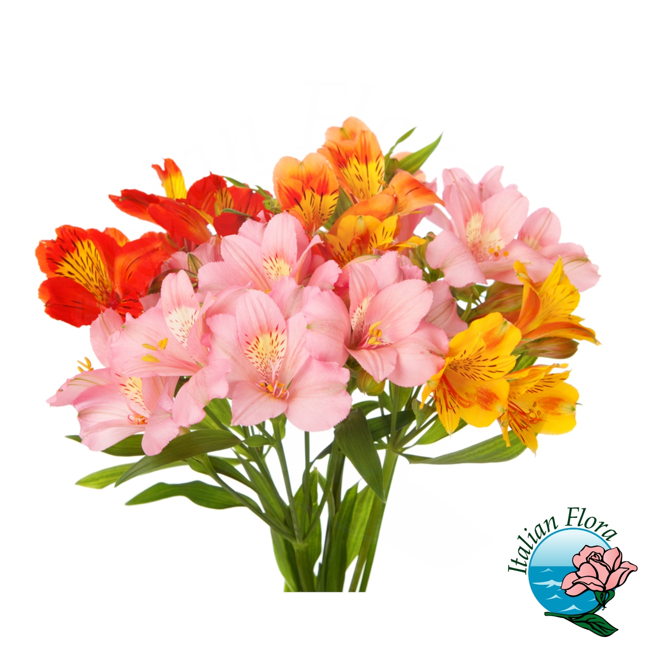 109f050a-4d8b-4dfe-b445-8b16f669a497 Mazzo di alstroemerie colorate