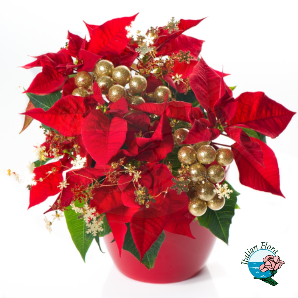 Stella di Natale con decorazioni Stella di Natale con decorazioni