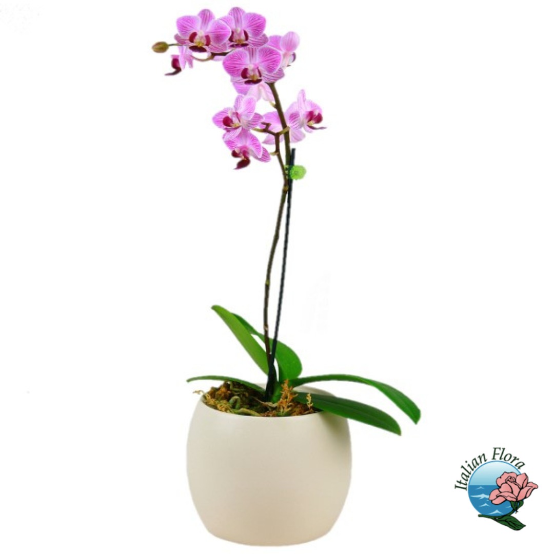 c35f8d33-8a18-4647-b20d-aab620a80a8f Pianta di orchidea phalaenopsys rosa