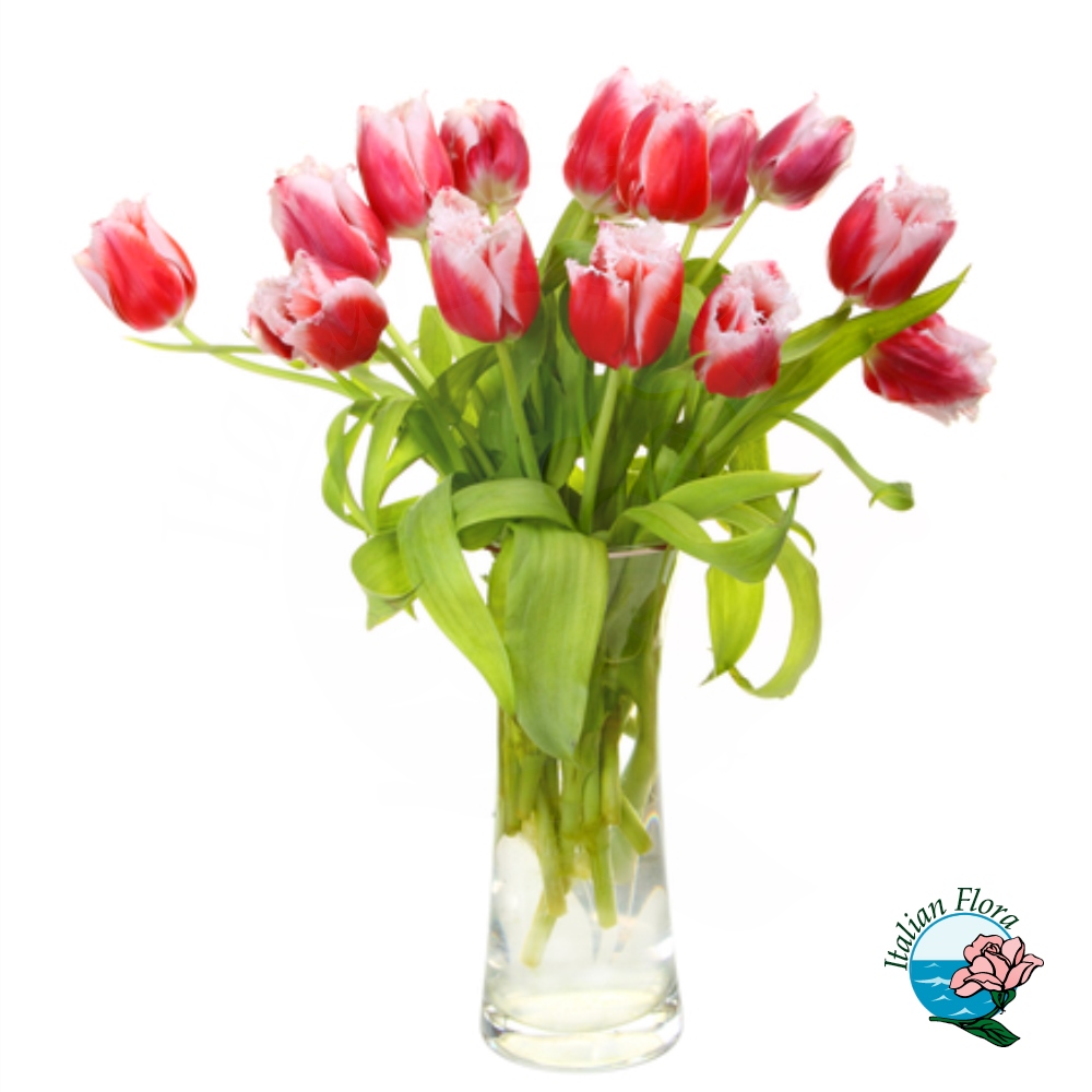Mazzo di tulipani sfumati Mazzo di tulipani sfumati